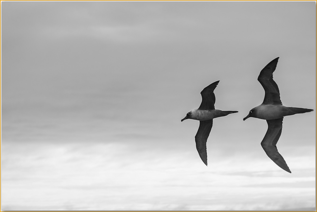 Light-mantled Albatross - ML642122442