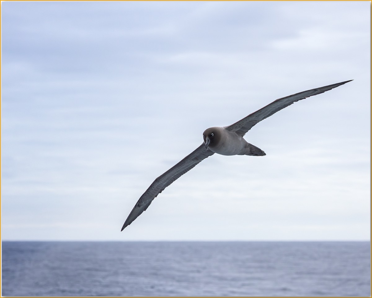 Light-mantled Albatross - ML642122443