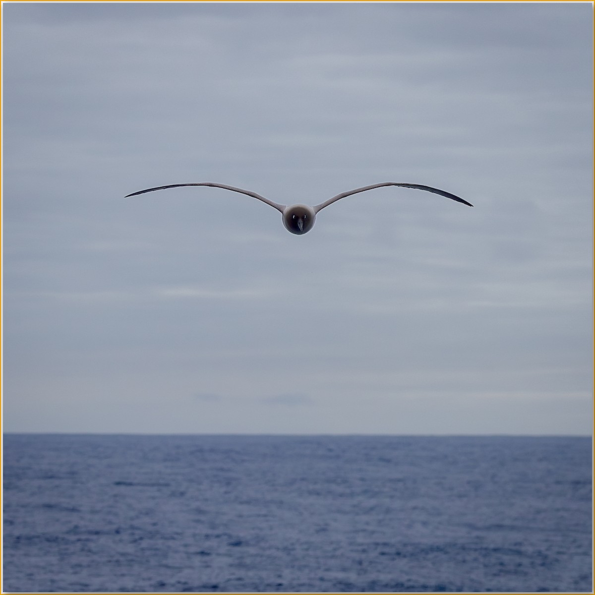 Light-mantled Albatross - ML642122444