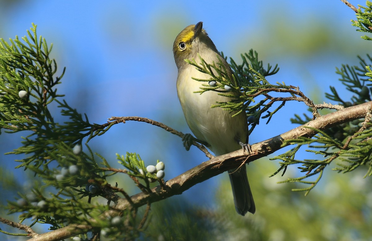 White-eyed Vireo - ML642122445