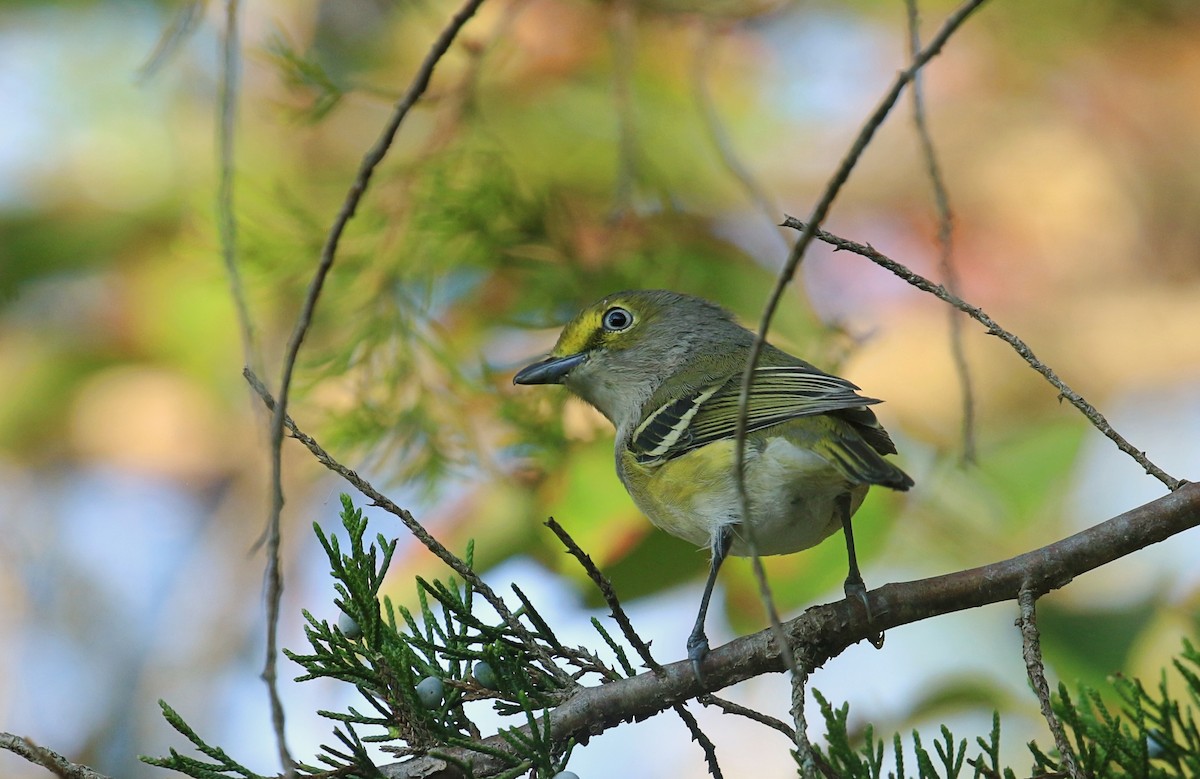 White-eyed Vireo - ML642122446