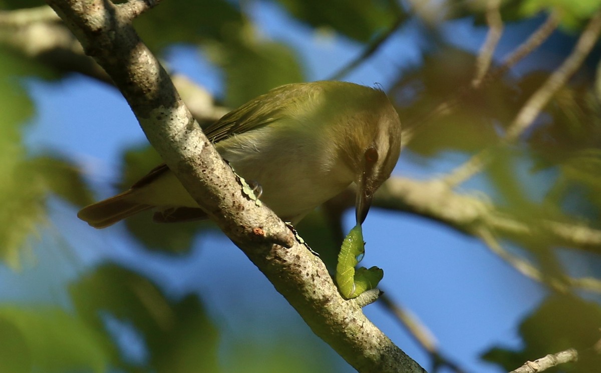 Red-eyed Vireo - ML642122455