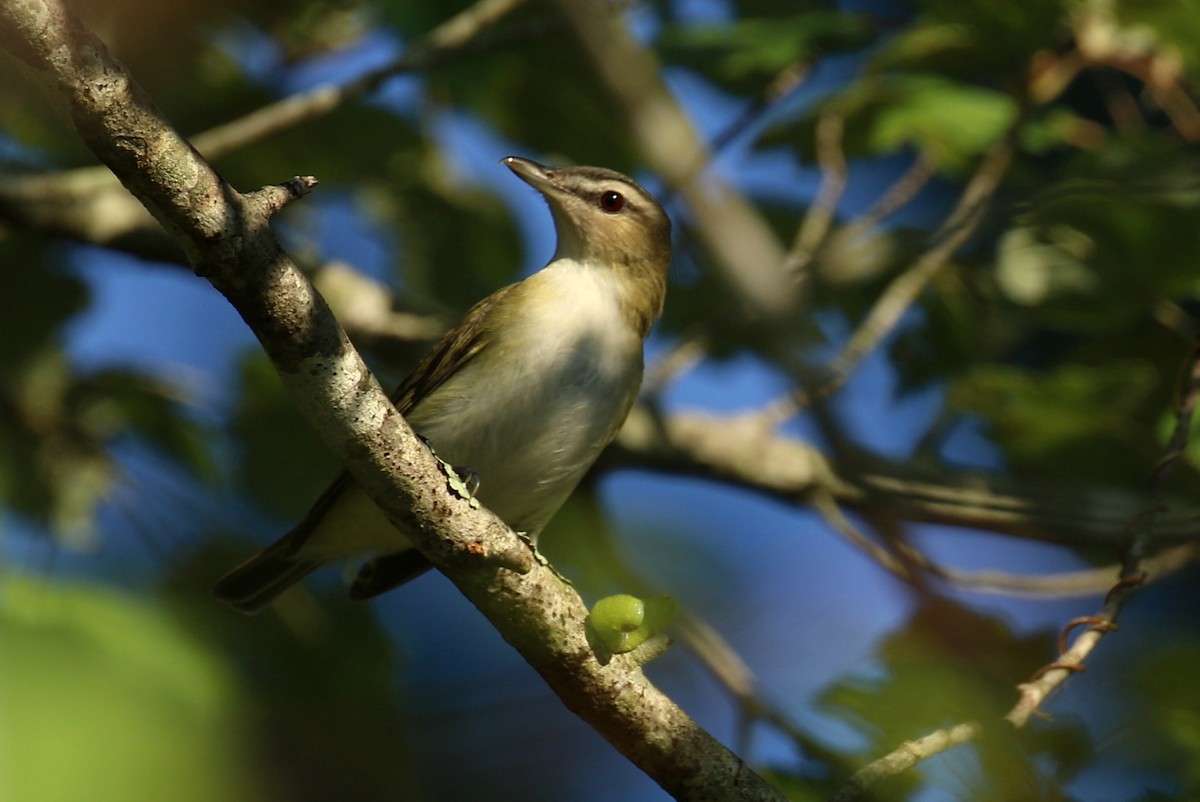 Red-eyed Vireo - ML642122456