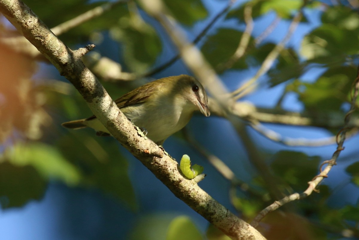 Red-eyed Vireo - ML642122457