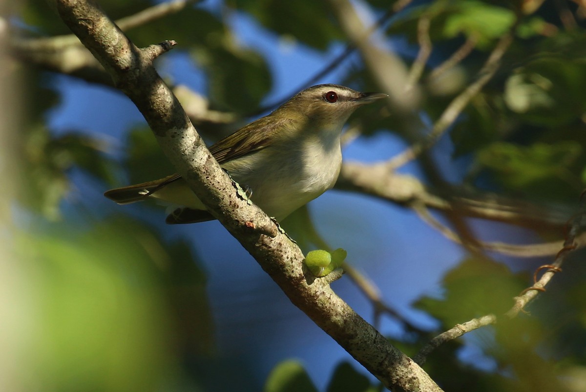 Red-eyed Vireo - ML642122458