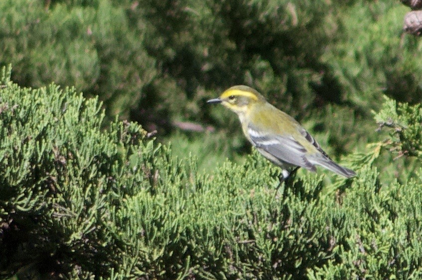 Townsend's Warbler - ML642122460