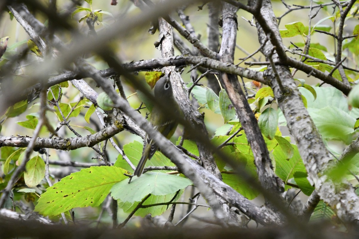 Blue-headed Vireo - ML642122461