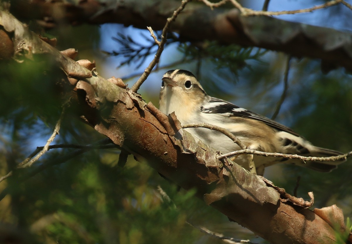 Black-and-white Warbler - ML642122463