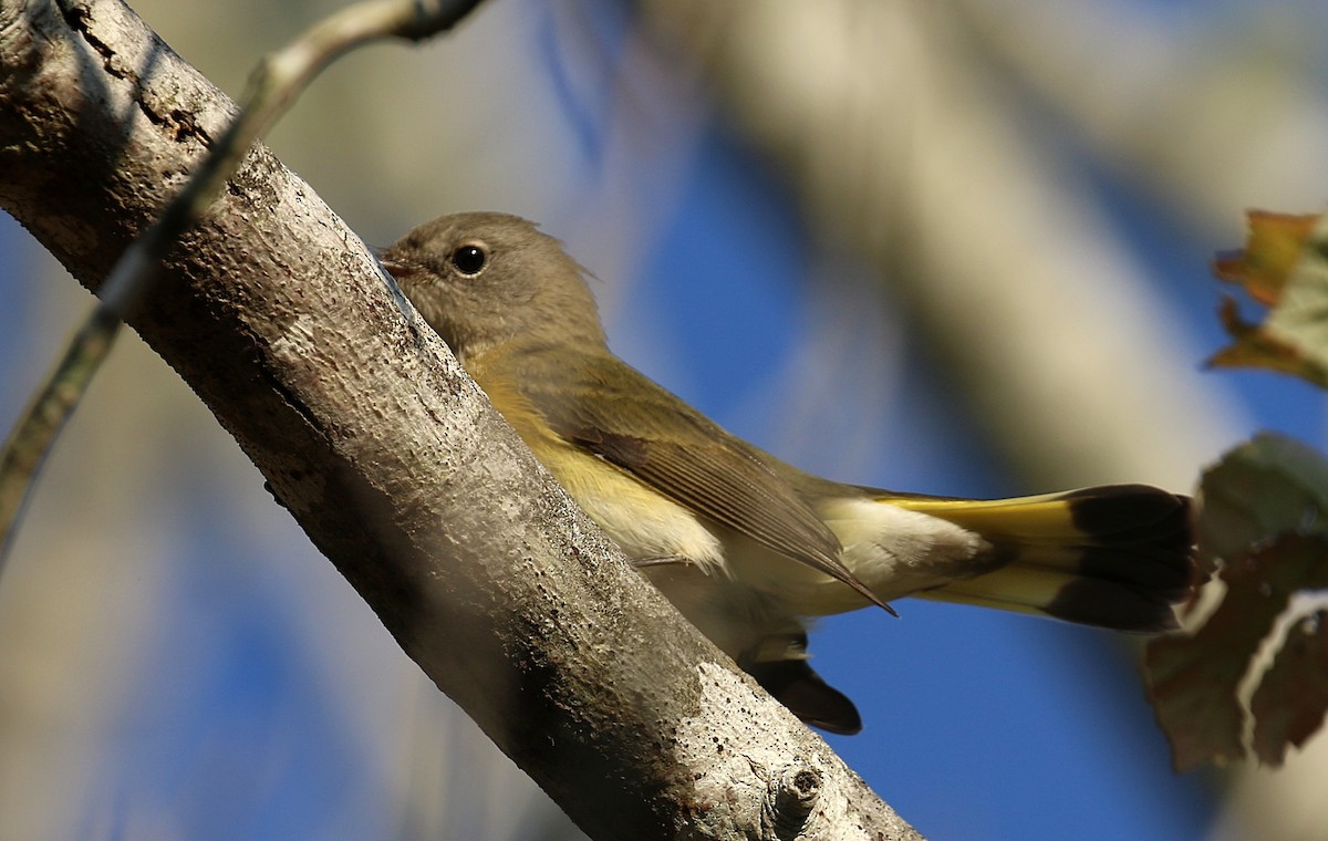 American Redstart - ML642122476