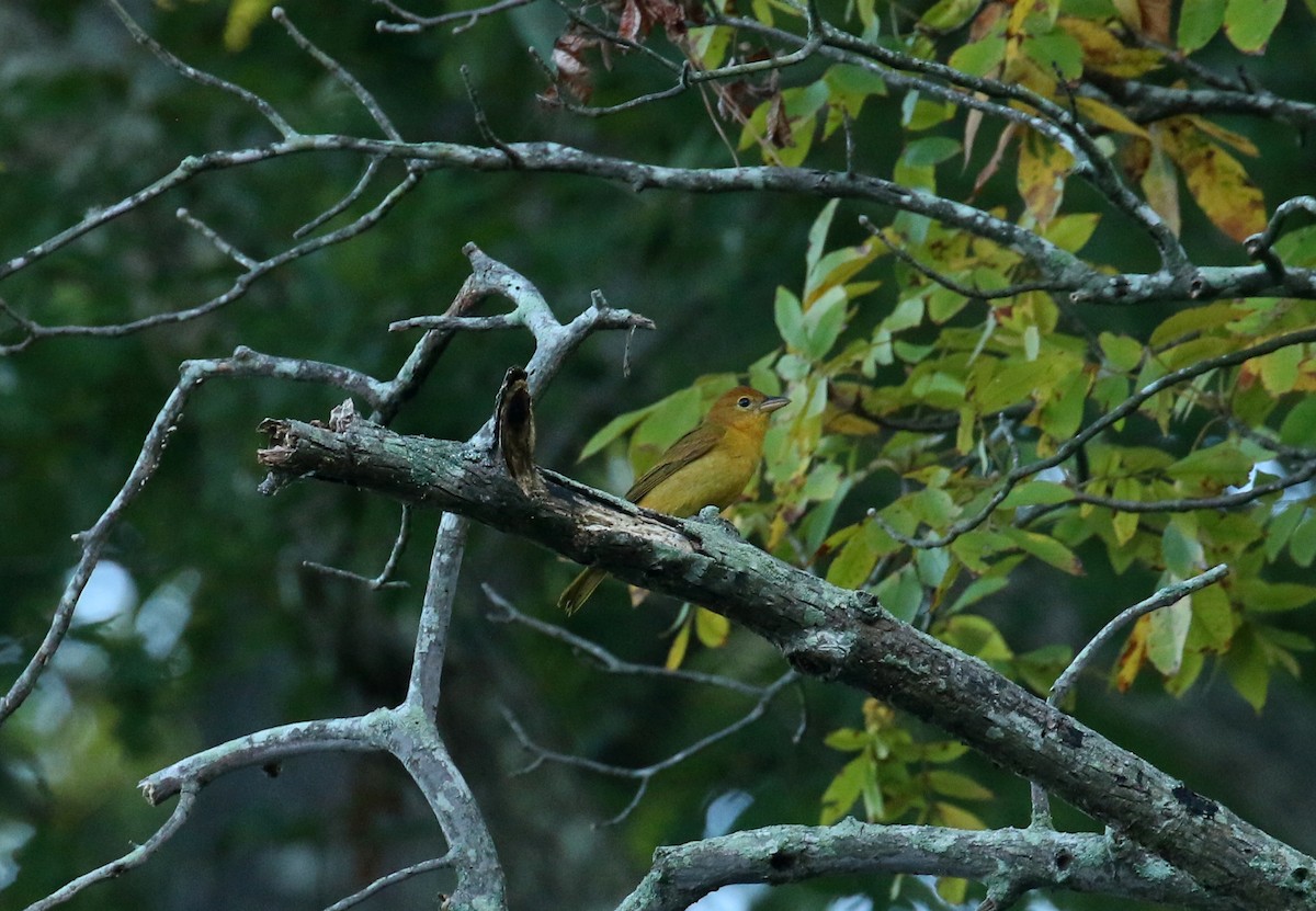Summer Tanager - ML642122480