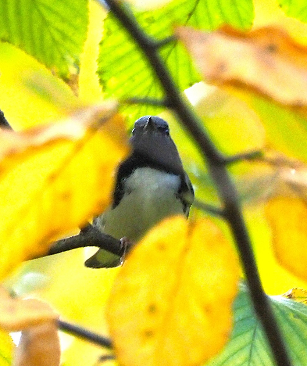 Black-throated Blue Warbler - ML642122482