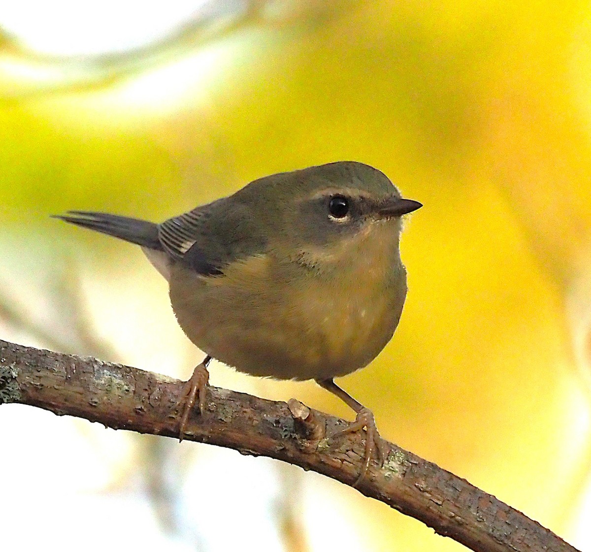Black-throated Blue Warbler - ML642122483