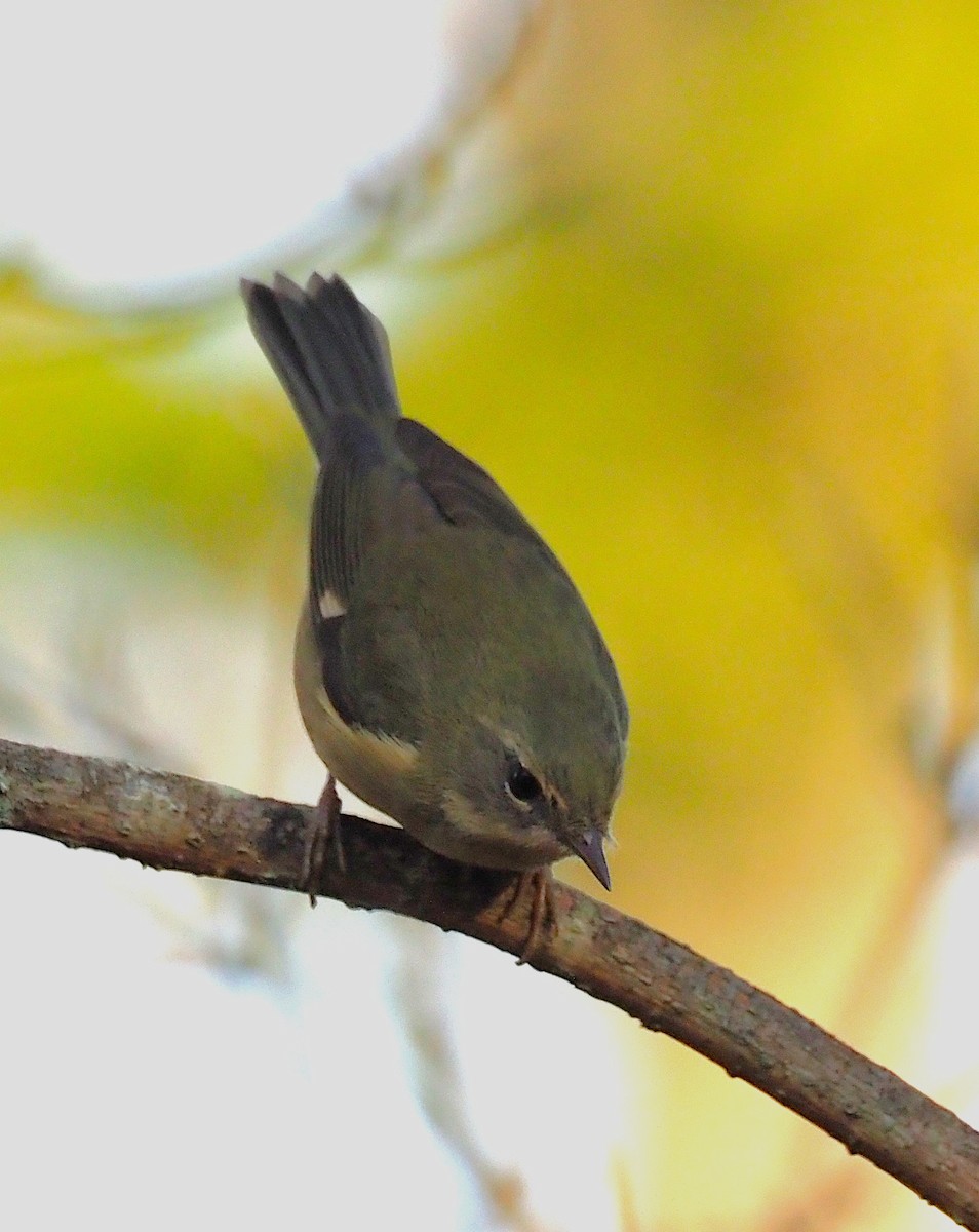 Black-throated Blue Warbler - ML642122484