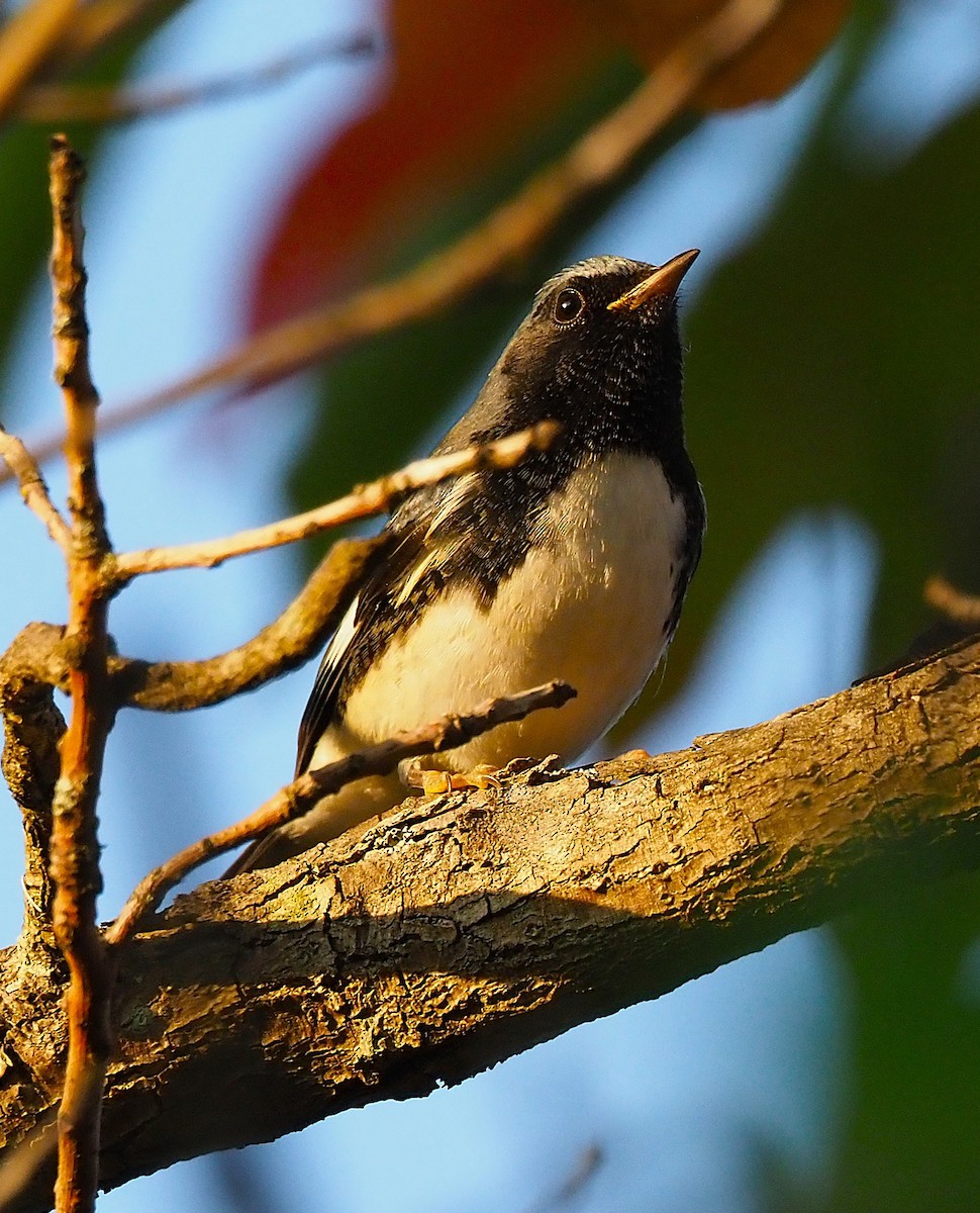 Black-throated Blue Warbler - ML642122485