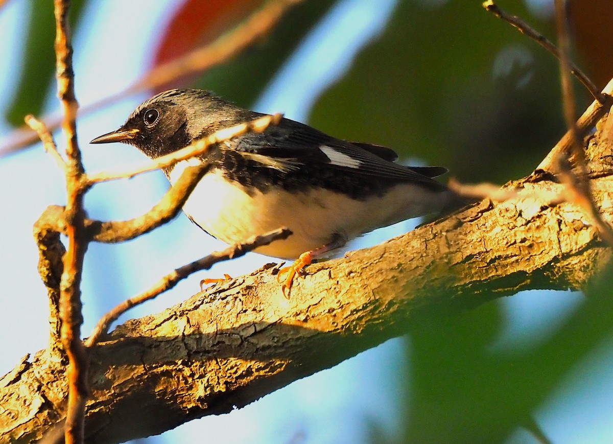 Black-throated Blue Warbler - ML642122486