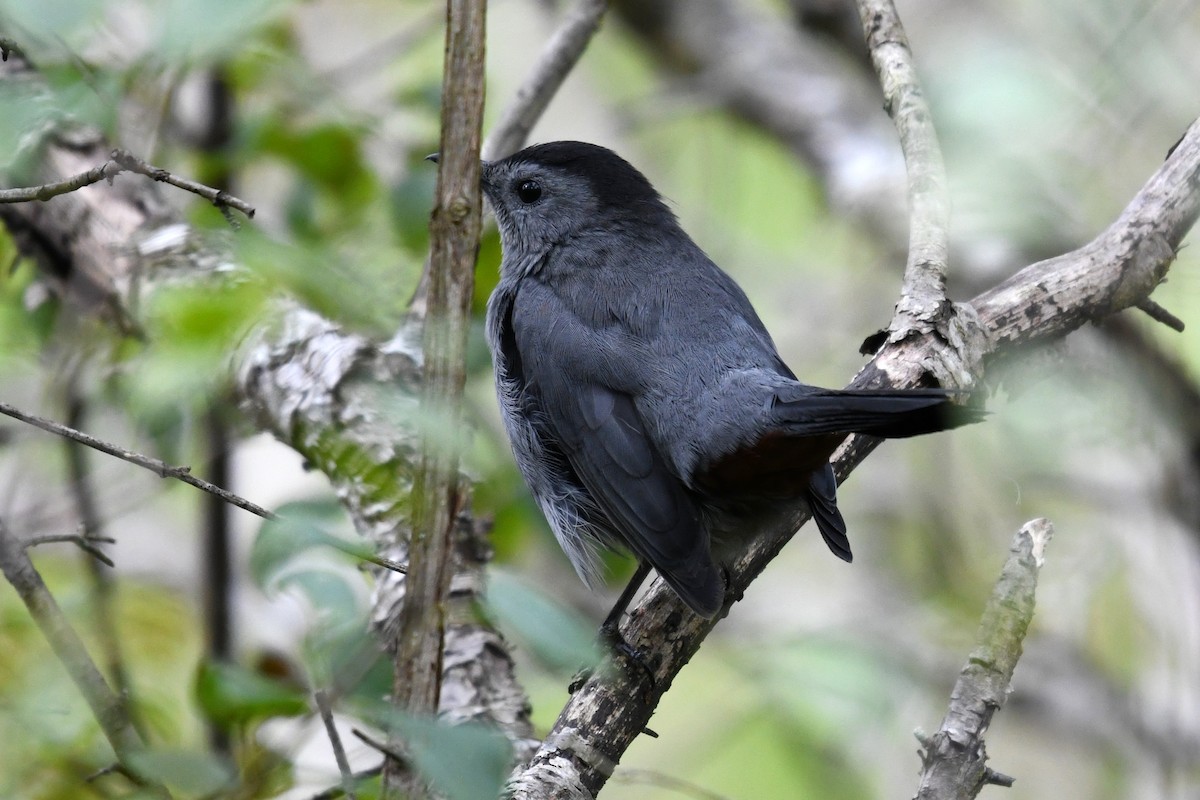 Gray Catbird - ML642122489