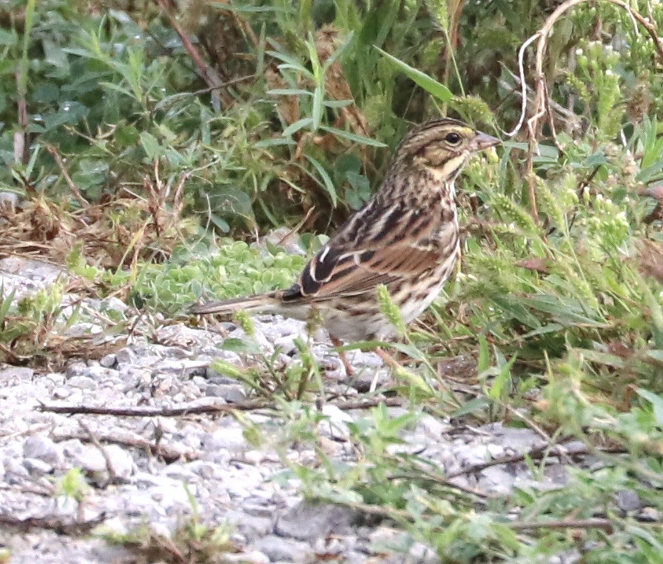 Savannah Sparrow - ML642122496