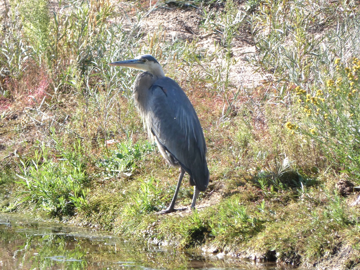 Great Blue Heron - ML642122519
