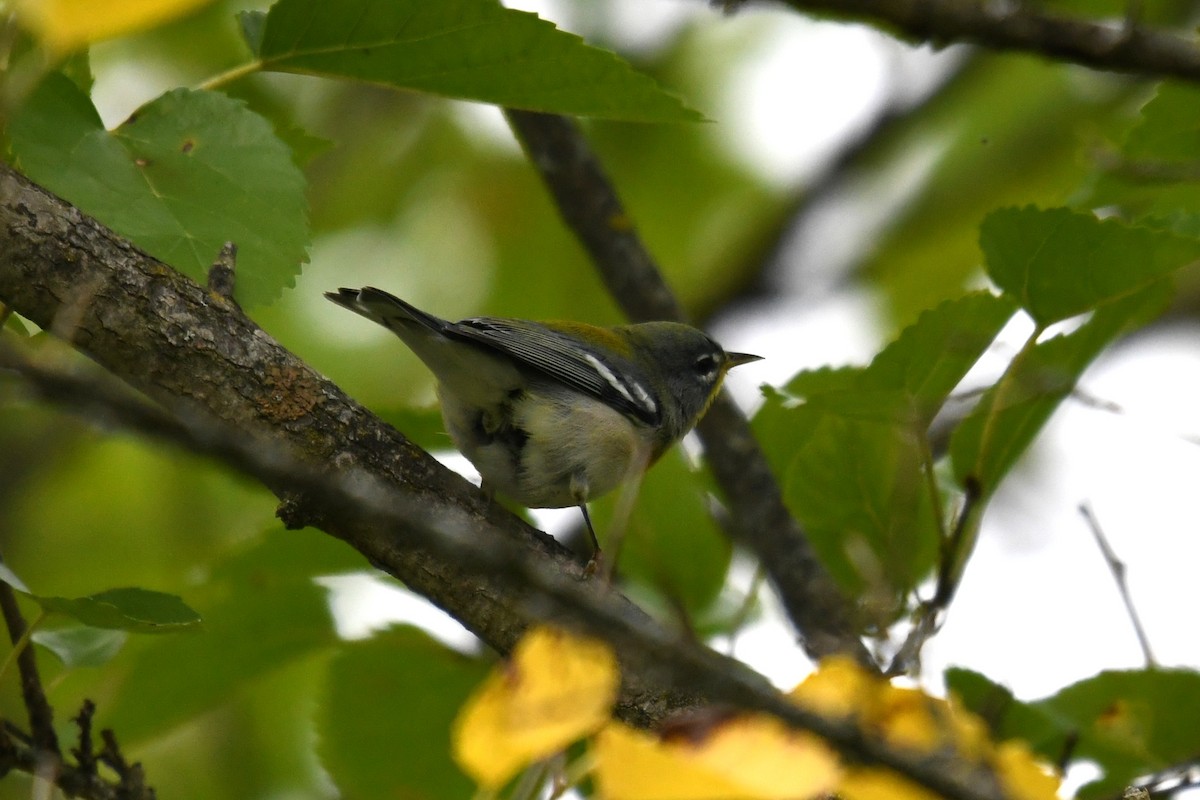 Northern Parula - ML642122538