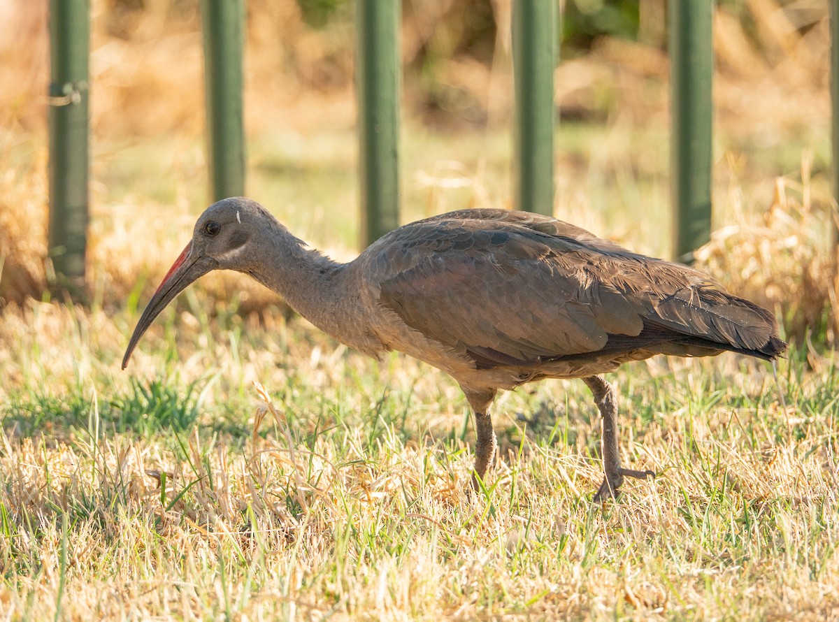 Hadada Ibis - ML642122540