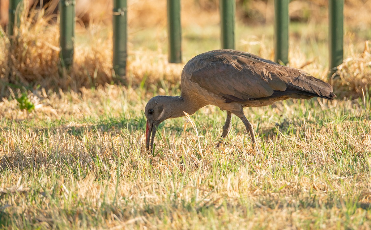 Hadada Ibis - ML642122542