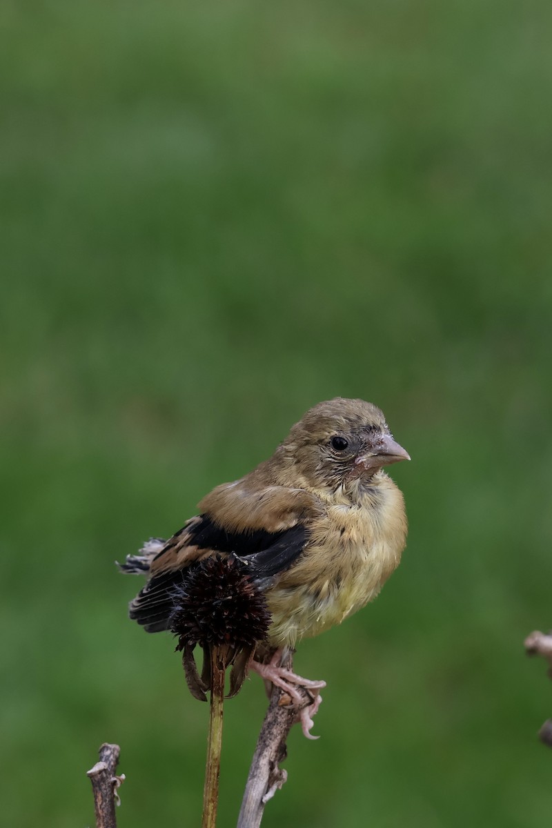 American Goldfinch - ML642122560