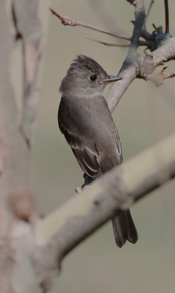 Eastern Wood-Pewee - ML642122573