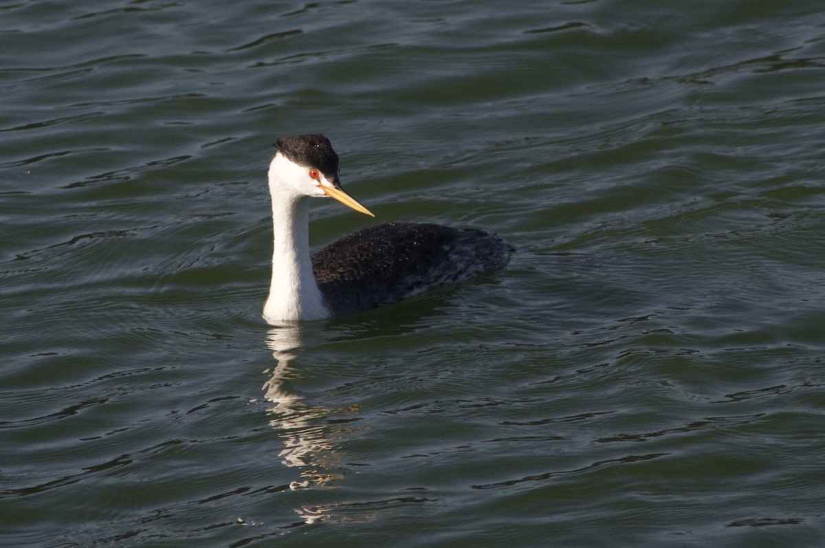 Clark's Grebe - ML642122574