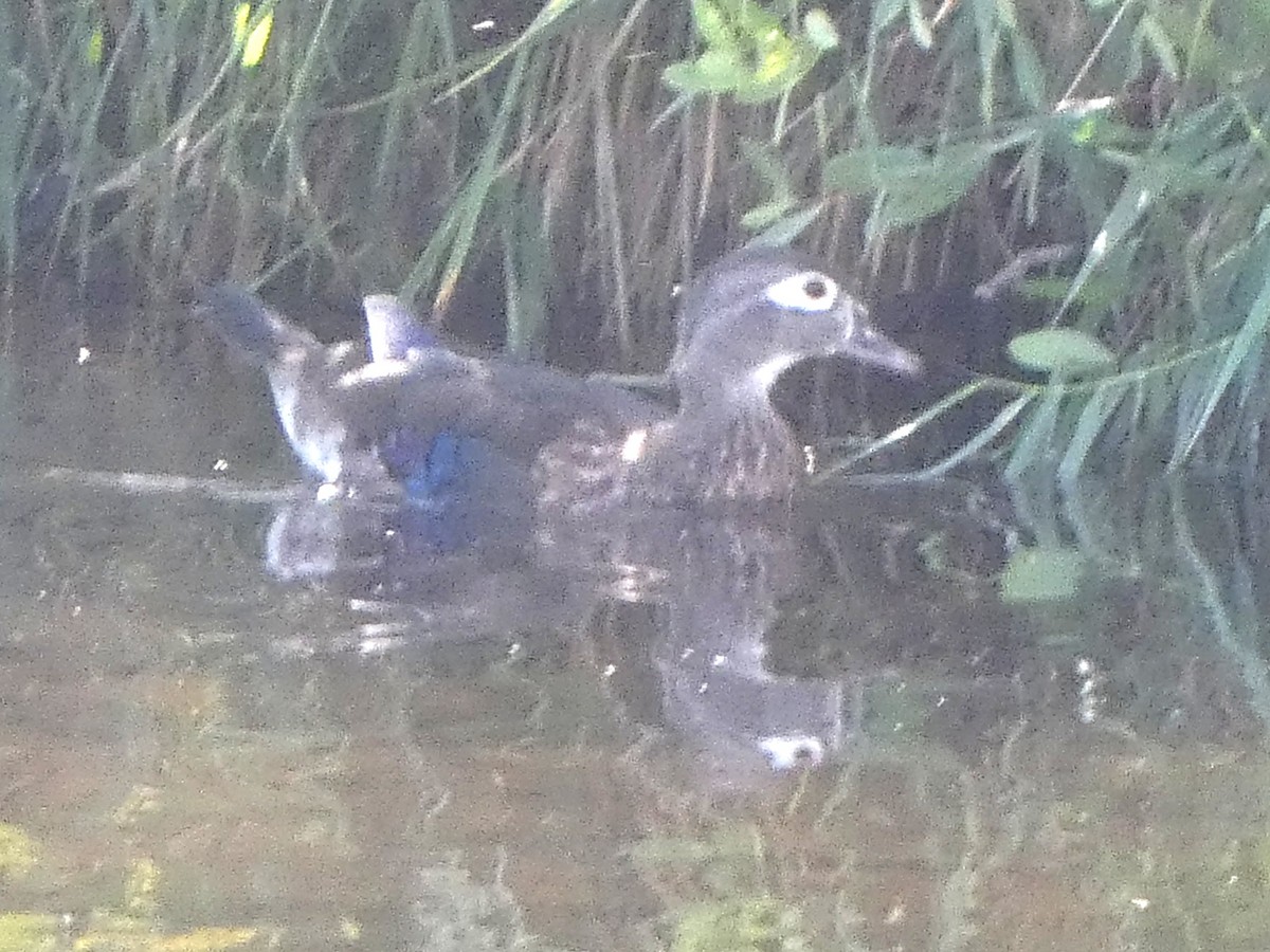 Wood Duck - ML642122587