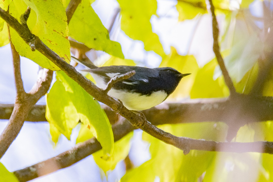 Black-throated Blue Warbler - ML642122588
