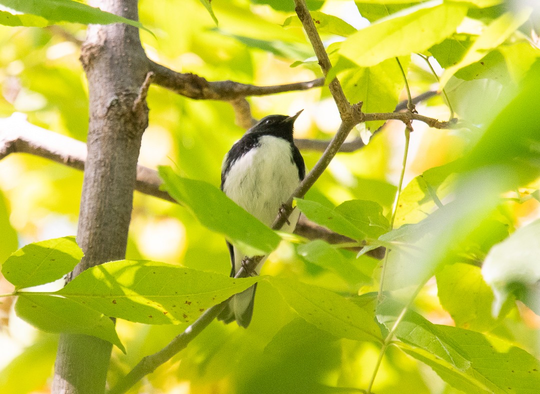 Black-throated Blue Warbler - ML642122589