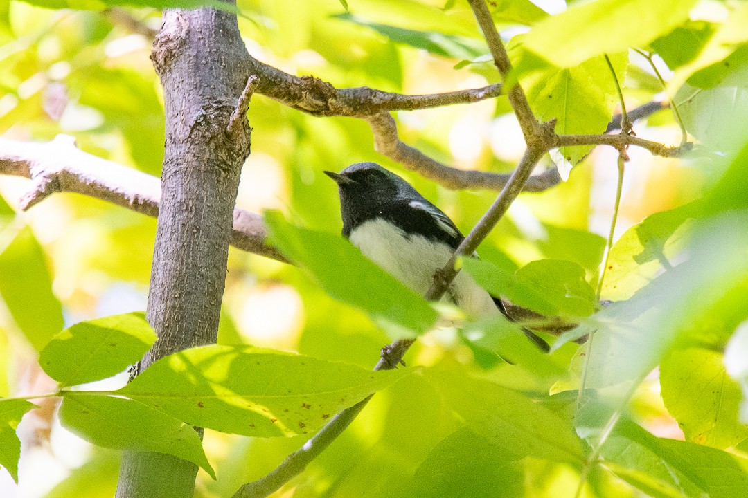 Black-throated Blue Warbler - ML642122590