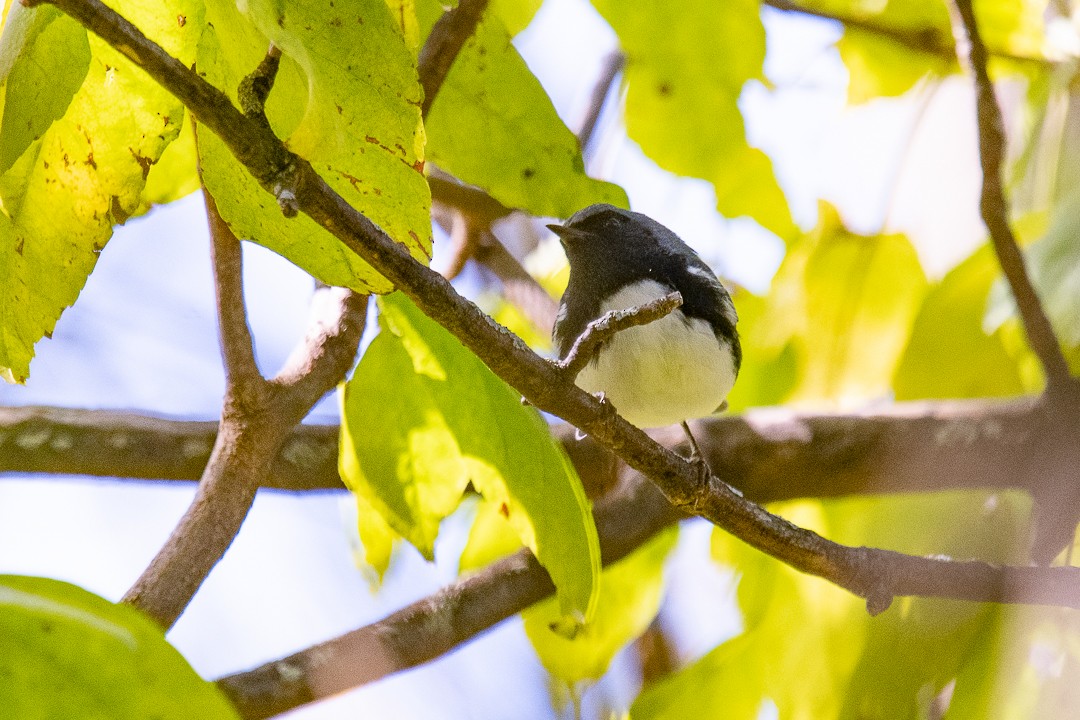 Black-throated Blue Warbler - ML642122591