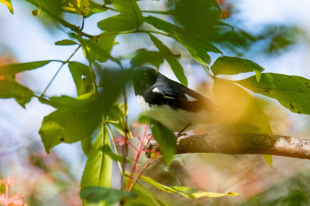 Black-throated Blue Warbler - ML642122592