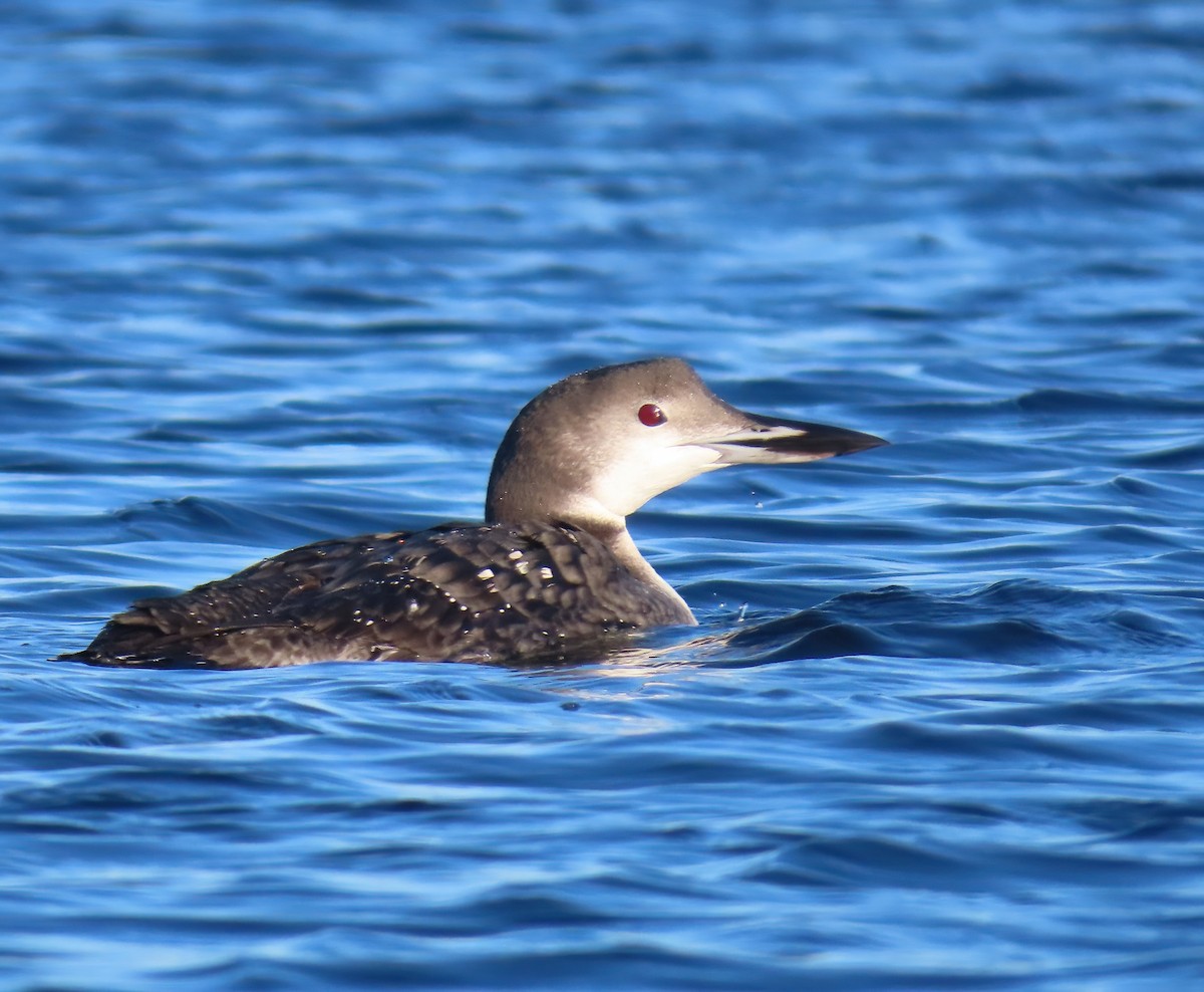 Common Loon - ML642122607