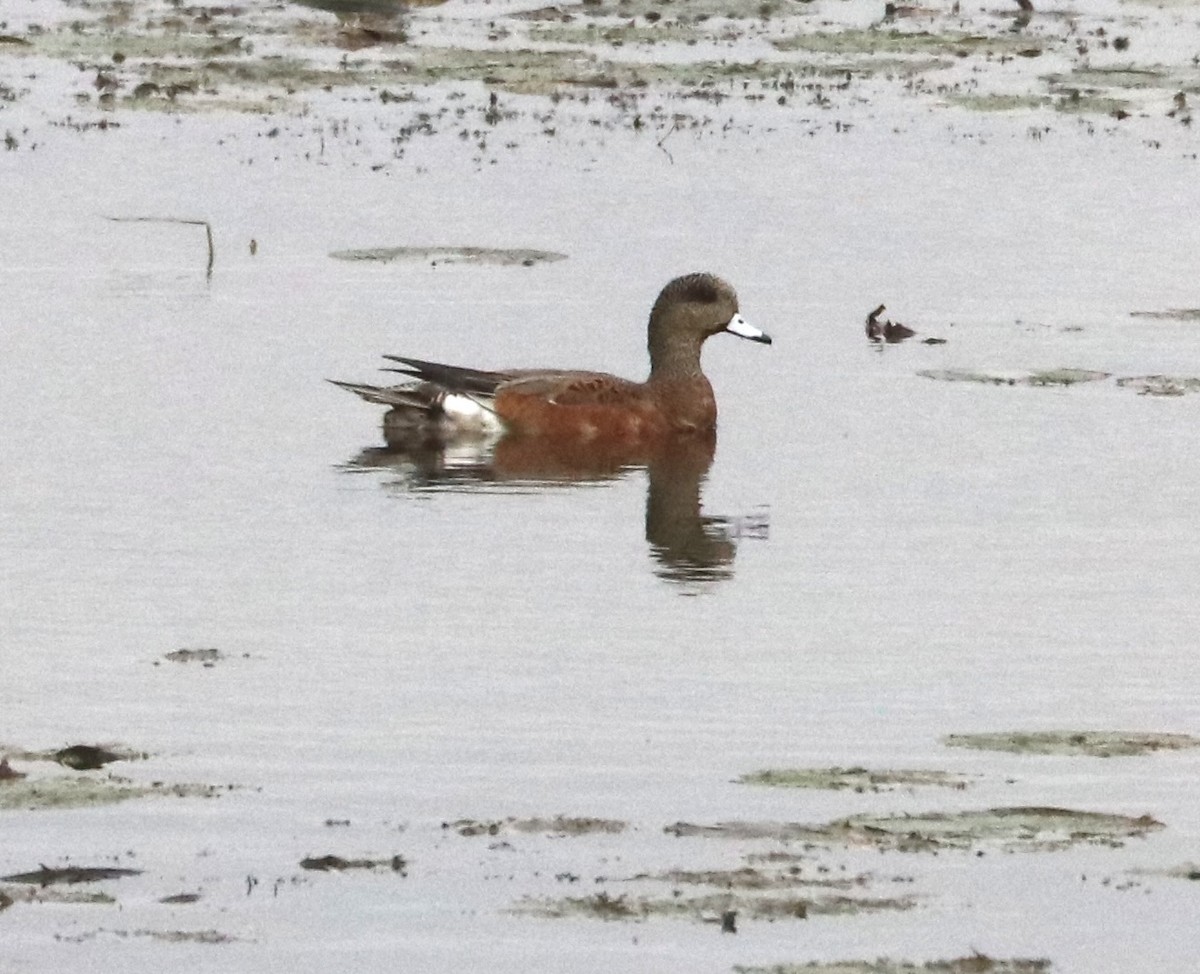American Wigeon - ML642122618