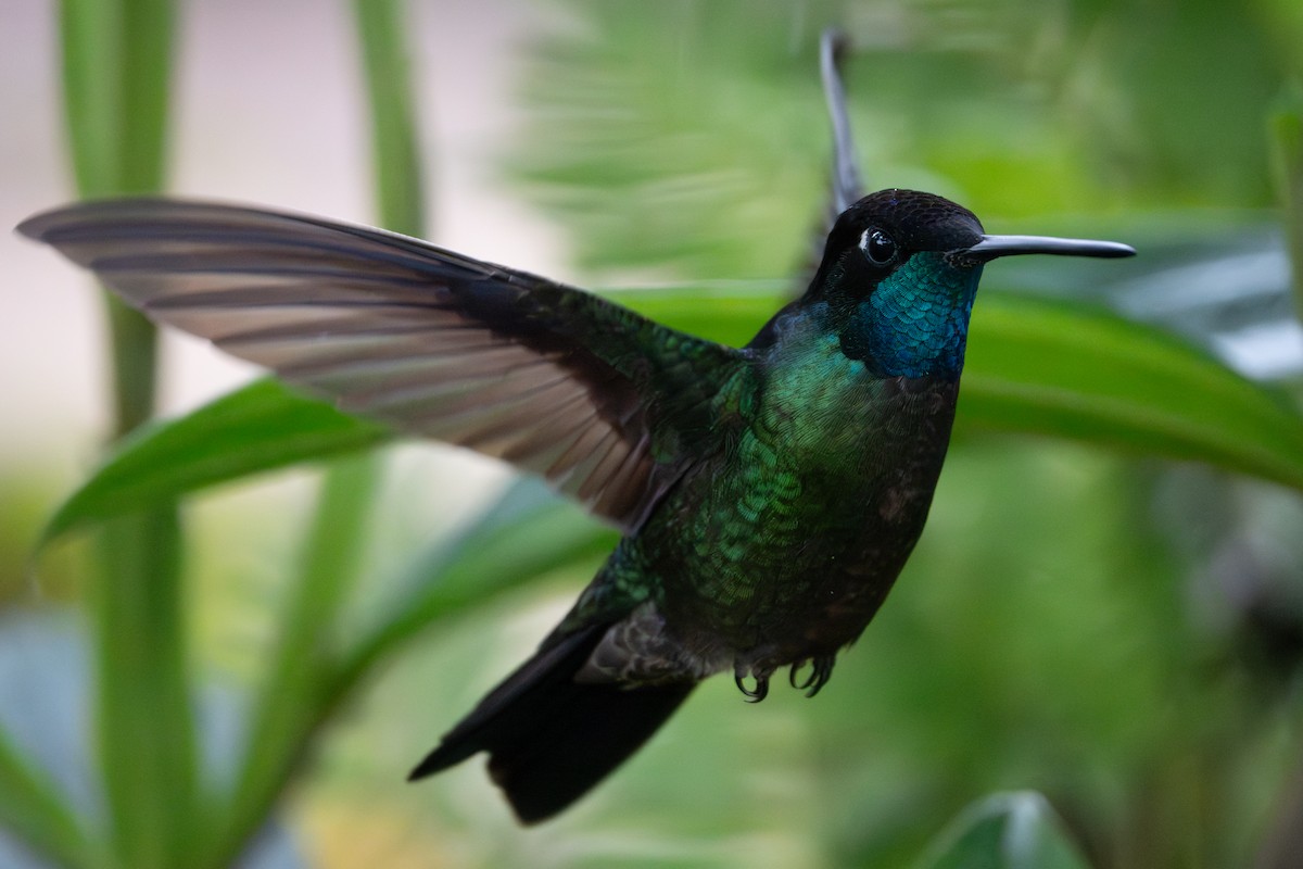 Talamanca Hummingbird - ML642122643