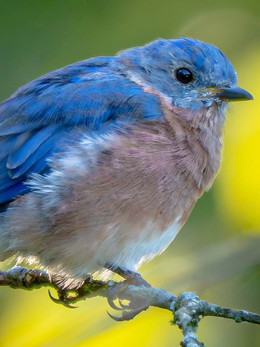 Eastern Bluebird - ML642122657