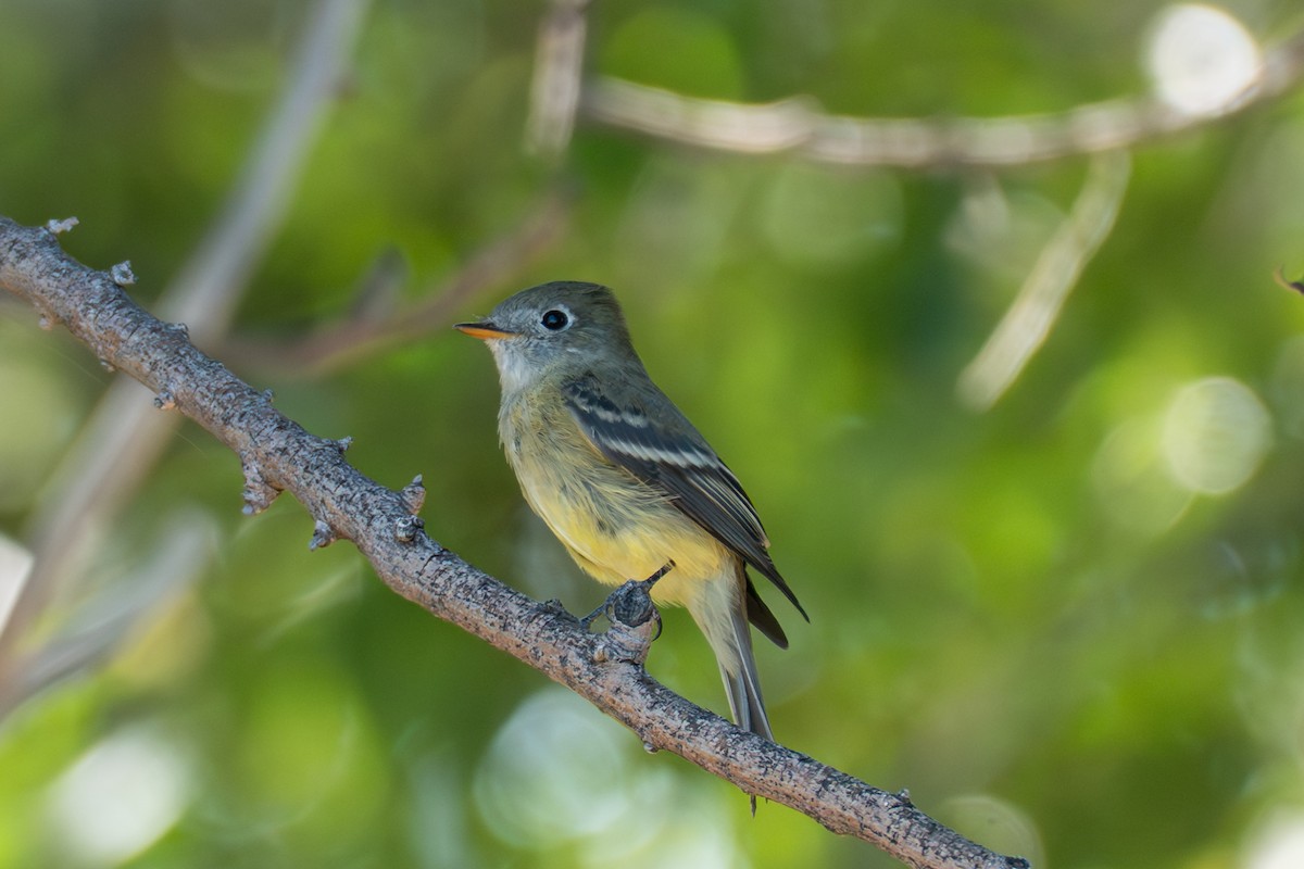 ML642122661 - Hammond's Flycatcher - Macaulay Library