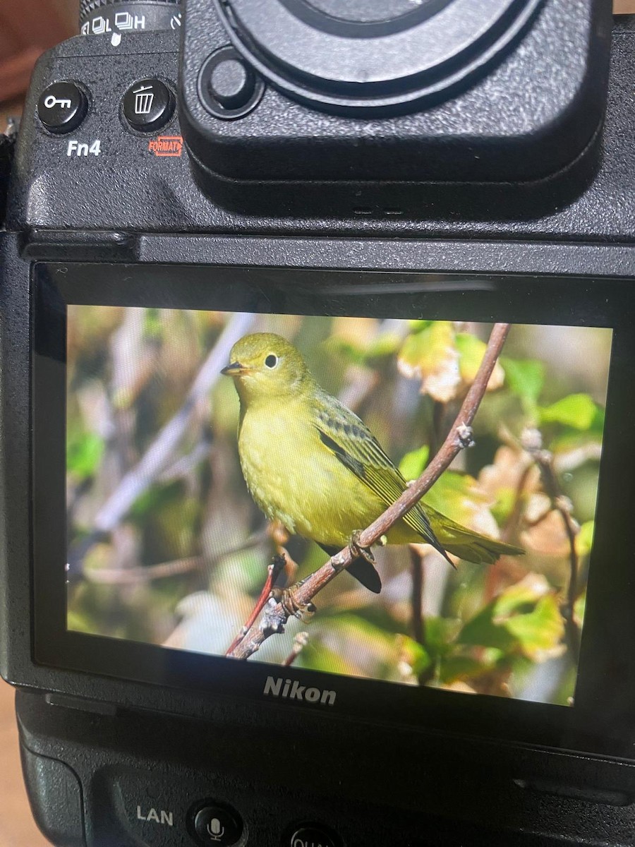 Northern Yellow Warbler - ML642122673