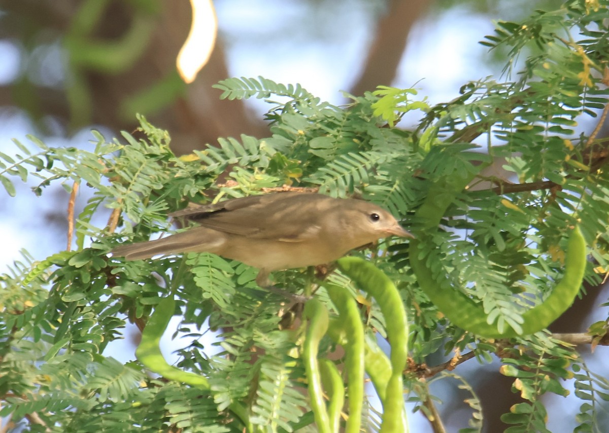 Garden Warbler - ML642122696