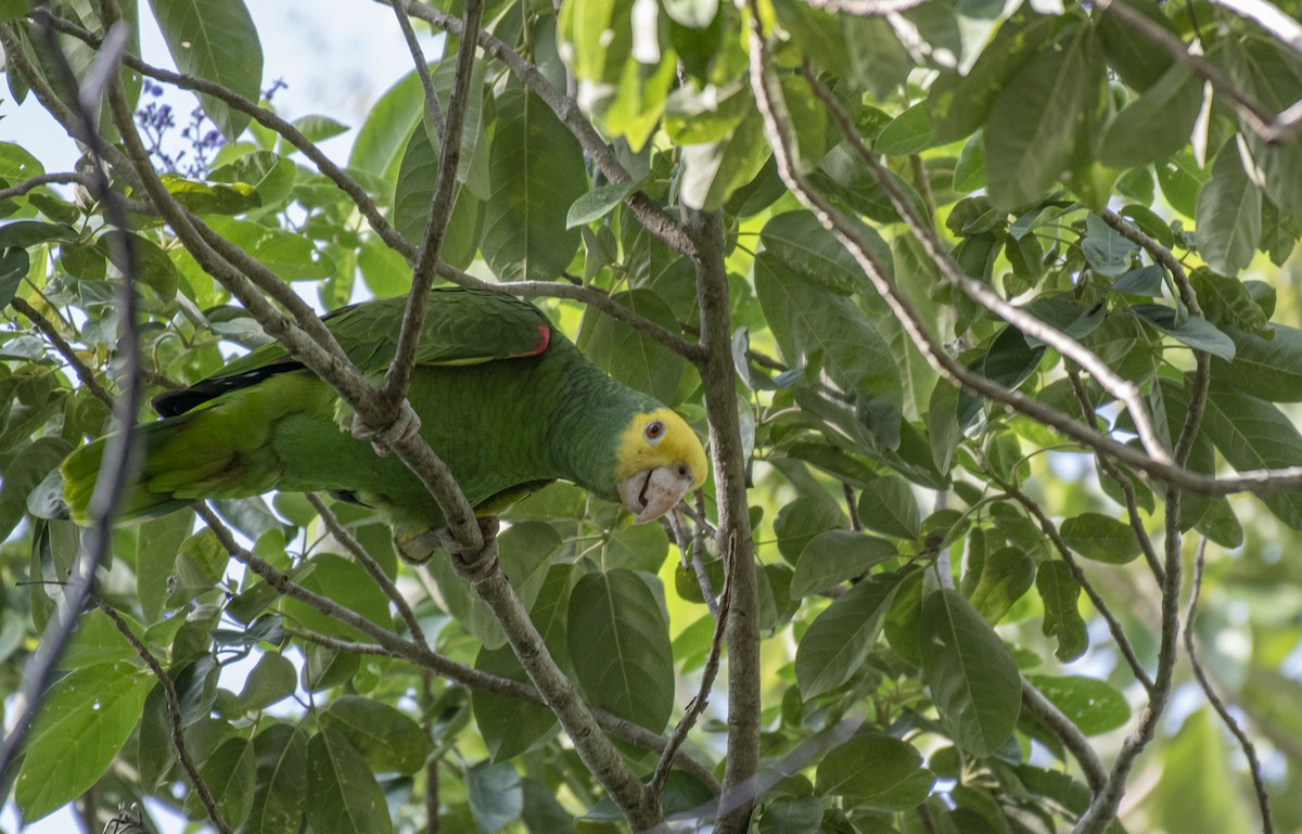 Yellow-headed Amazon - ML642122699