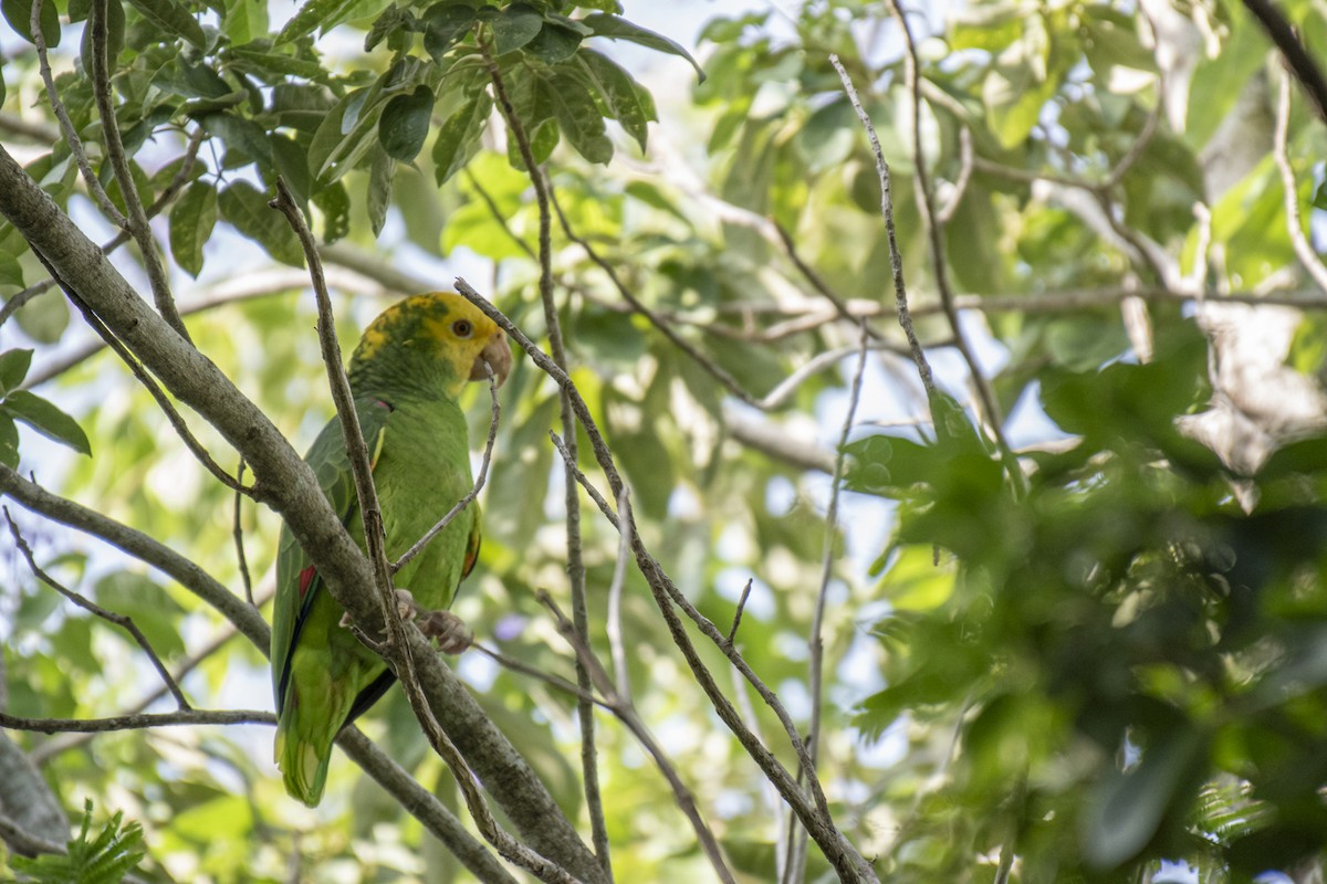 Yellow-headed Amazon - ML642122704