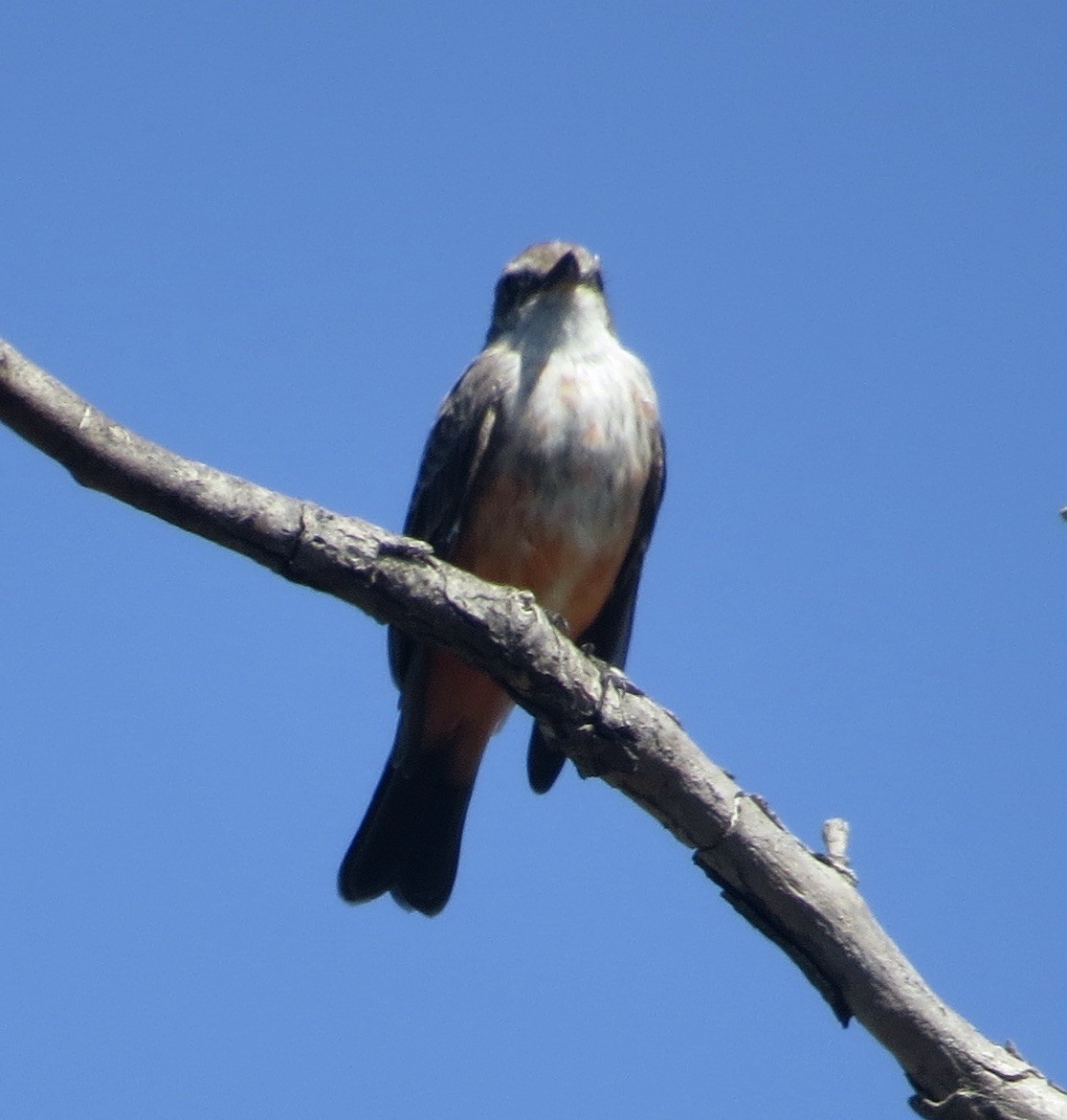Vermilion Flycatcher - ML642122706