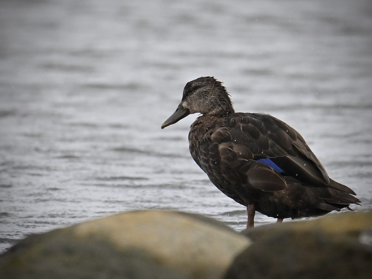 American Black Duck - ML642122707