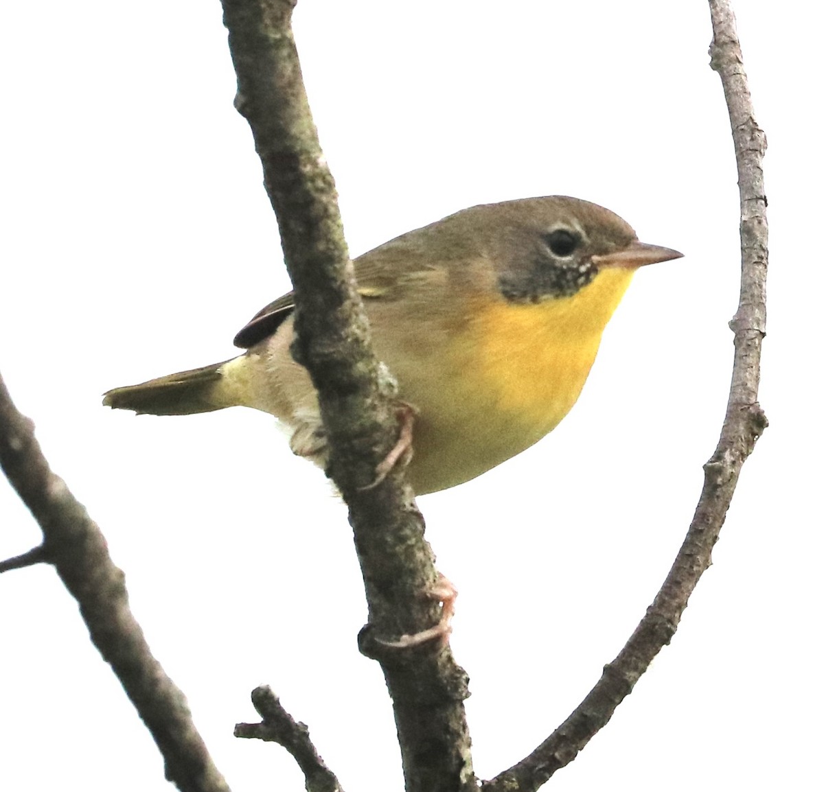 Common Yellowthroat - ML642122712