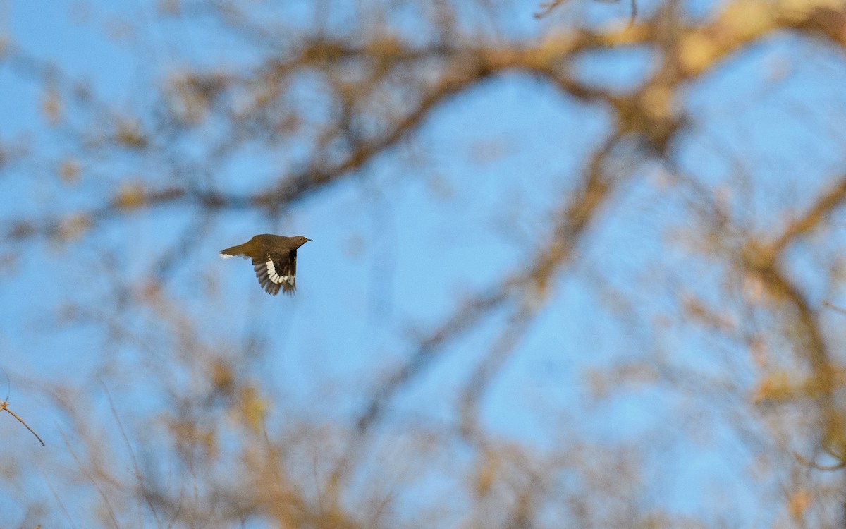 Boulder Chat - ML642122728