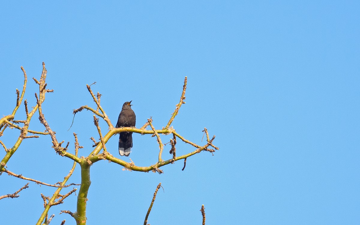 Boulder Chat - ML642122729