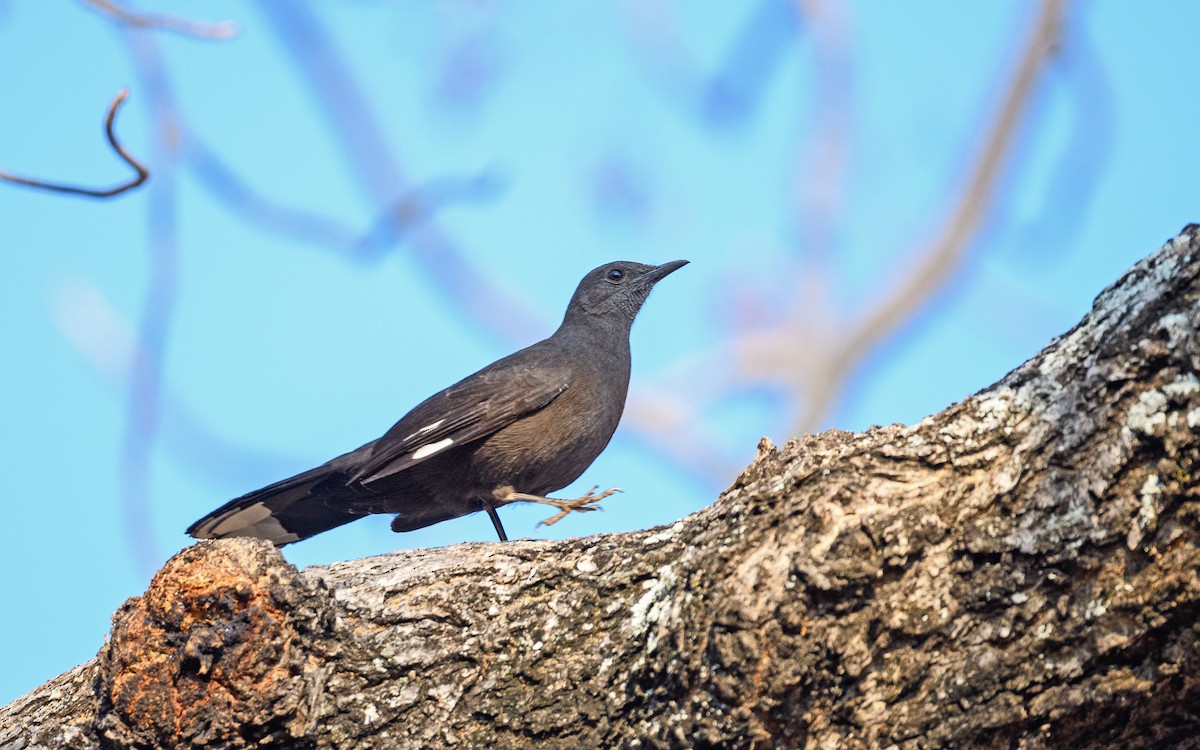 Boulder Chat - ML642122730