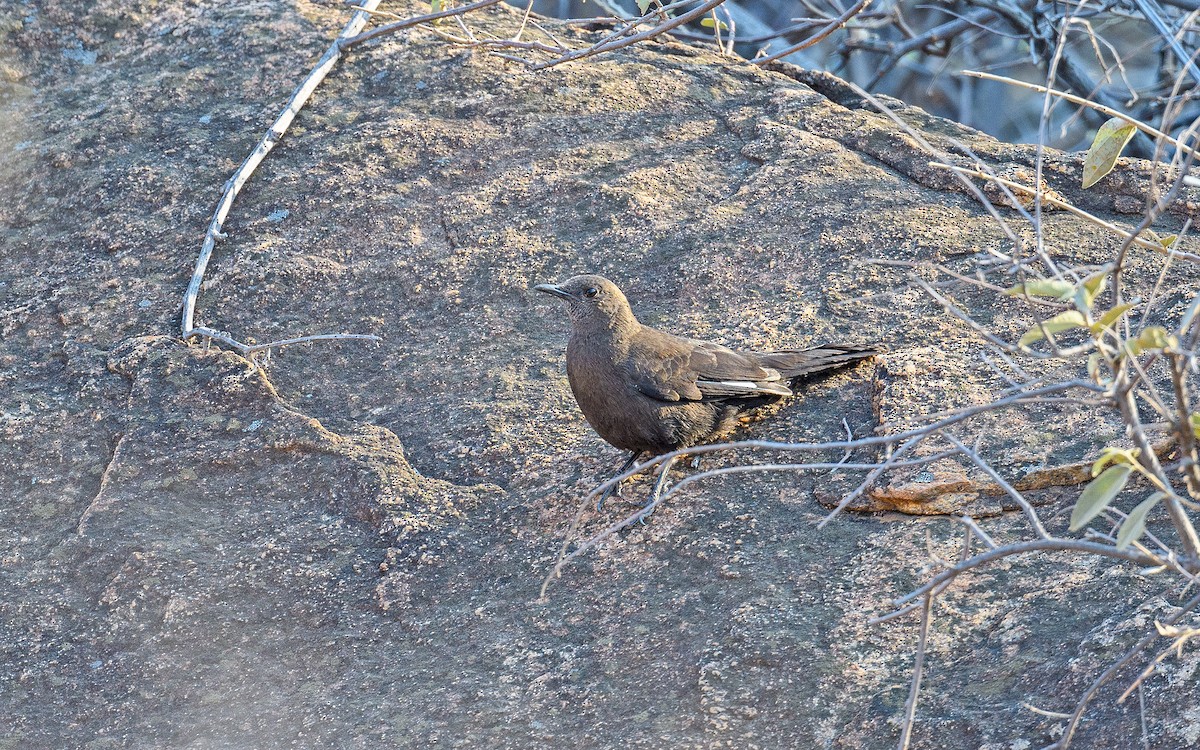 Boulder Chat - ML642122731